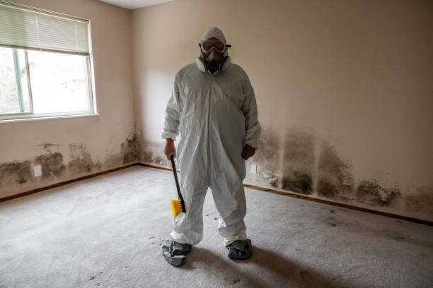 Best White Mold Remediation in Boone, NC